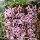50 Seeds Light Pink Hanging Orchid Flowers Garden