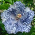 20 Seeds Silver White HibiscusPerennial Bloom 4 Flowers Garden
