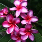 5 PSeeds Pink Purple Plumeria Flowers Garden
