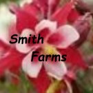 25 Seeds CRIMSON STAR COLUMBINE Red & White McKanas Giant Blooms Garde Flowers Garden