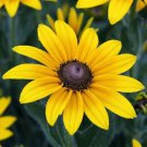 50 Seeds Black Eyed Sn Big Sun Blooms Indian Summer Sunshine Flowers Garden