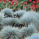 25 Seeds Blue Fescue Grass Landscaping Flowers Garden
