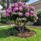 25 Seeds Pink Hydrangeas Ground Cover Flowers Garden