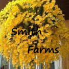 50 Seeds Yellow Hanging Orchid Flowers Garden