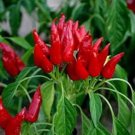 25 Seeds Mirasol Chile Pepper Vegetables Flowers Garden