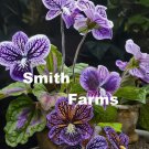 25 Seeds Purple Cape Primrose House Flowers Garden
