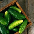 25 Seeds Ashley Cucumbers Heirloom 6/Long Burpless Cucks Vegetable Pickling Flowers Garden