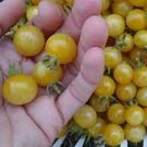 50 Seeds Coyote Tomato Juicy Tomatoe Vegetable Flowers Garden