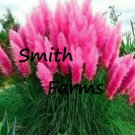 200 Seeds Pink Pampas Grass Flowers Garden