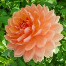 25 Seeds Rancho Dahlia Perennial Bloom 4 Flowers Garden