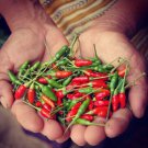 25 Seeds Siling labuyo Pepper Vegetables Flowers Garden