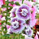 25 Seeds Dbl Purple White Hollyhock Perennial 8 Flowers Garden