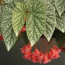 15 Seeds BegoniaSnow Capped house Flowers Garden