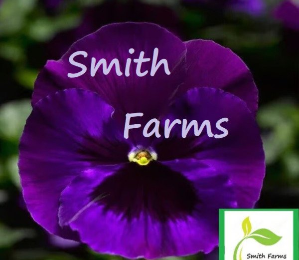 25 Seeds Purple Pansy Cool Wavy Viola ing Johnny Jump Ups Flowers Garden