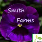 25 Seeds Purple Pansy Cool Wavy Viola ing Johnny Jump Ups Flowers Garden
