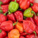 25 Seeds Caribbean Red Habanero Pepper Vegetables Flowers Garden