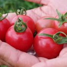50 Seeds Pink Ping Pong Tomato Tomatoe Vegetable Edible Canning Flowers Garden