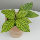 15 Seeds Hoya callistophylla house Flowers Garden