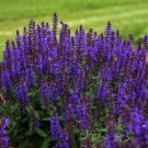 50 Seeds Bumbleblue Salvia Perennial 60E Butterfly Flowers Garden