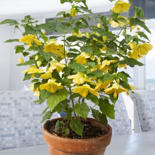 15 Seeds AbutilonLittle Sunshine Tree Flowers Garden
