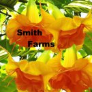 25 Seeds Yellow Orange Angel Trumpet Flowers Garden