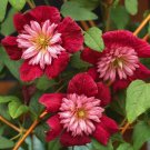 25 Seeds Double Red Clematis Large Bloom Climbing Perennial 6 Flowers Garden