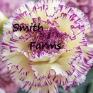 25 Seeds Purple Fringed Carnation Dianthus caryophyllus Flowers Garden
