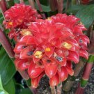 15 Seeds Indonesian Wax Ginger house Flowers Garden