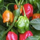25 Seeds Trinidad Pimento Peppers Scorpion HOT Fresh Vegetables Flowers Garden