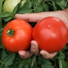 50 Seeds Mountain Gem Tomato Tomatoe Vegetable Edible Canning Flowers Garden