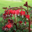 25 Seeds Red Bleeding Heart Bloom Shade 8 Flowers Garden