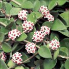 15 Seeds Porcelain Hoya house Flowers Garden