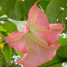 10 Seeds Sunset Angel TrumpetBrugmansia Datura Flowers Garden