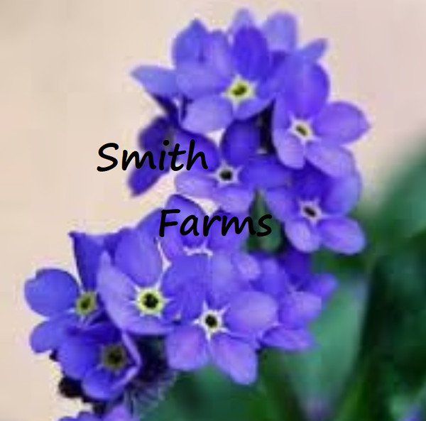 25 Seeds Purple Forget Me Not Beautiful Fast Growing Groundcover Flowers Garden