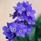 25 Seeds Purple Forget Me Not Beautiful Fast Growing Groundcover Flowers Garden