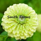 50 Seeds Lime Green Zinnia Flowers Garden