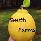 5 PSeeds Ponderosa Lemons BACK IN STOCK Large Size Fruit Flowers Garden