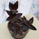 15 Seeds Black Jewel Orchid house Flowers Garden
