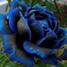 10 Seeds Blue & Black Roses Very Beautiful Bush Flowers Garden