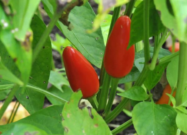 25 Seeds Purira Chile Pepper Vegetables Flowers Garden