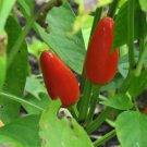 25 Seeds Purira Chile Pepper Vegetables Flowers Garden