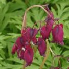 25 Seeds Magenta Bleeding Heart Dicentra Spectabilis Shade 69 Flowers Garden