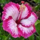 20 Seeds Pink HibiscusPerennial Shrub Tree Flowers Garden