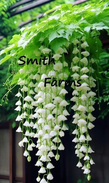 25 Seeds White Weeping Begonia Beautiful Hanging Basket Flowers Garden