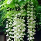 25 Seeds White Weeping Begonia Beautiful Hanging Basket Flowers Garden
