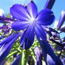 25 Seeds Blue Agapanthus praecox Flowers Garden