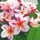 5 WSeeds White Yellow Pink Plumeria Flowers Garden