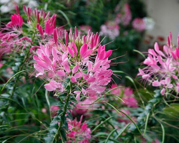100 Seeds Rouge Spider Clome Spinosa Perennial 9 Bee Flowers Garden