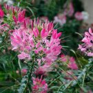 100 Seeds Rouge Spider Clome Spinosa Perennial 9 Bee Flowers Garden