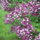 25 Seeds Fandango Lilac Tree Fragrant Perennial 96 Flowers Garden